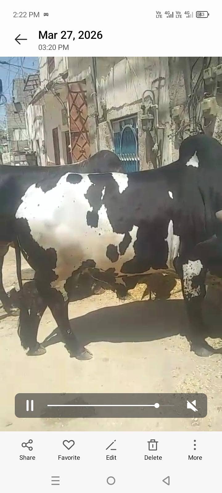 بچھڑے براۓ فروخت 8