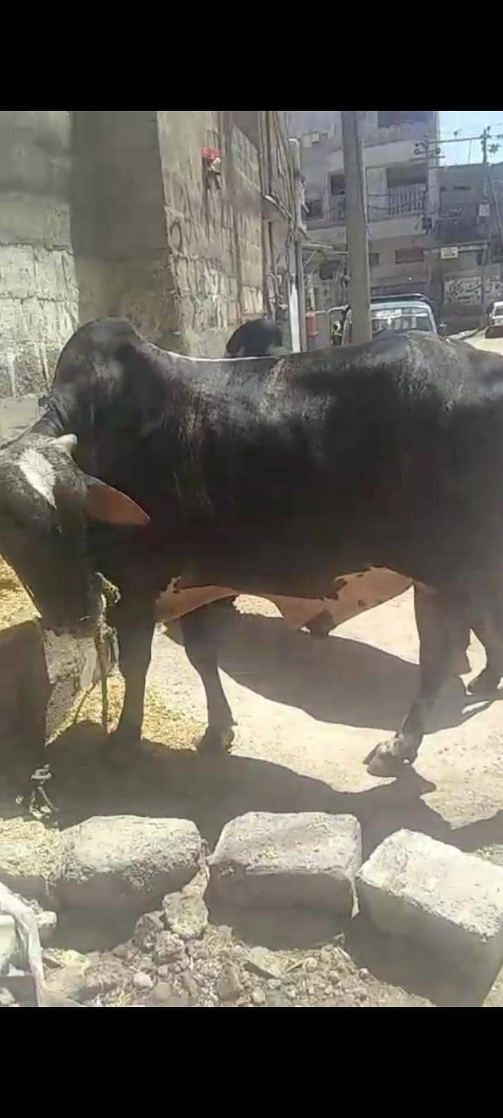 بچھڑے براۓ فروخت 9