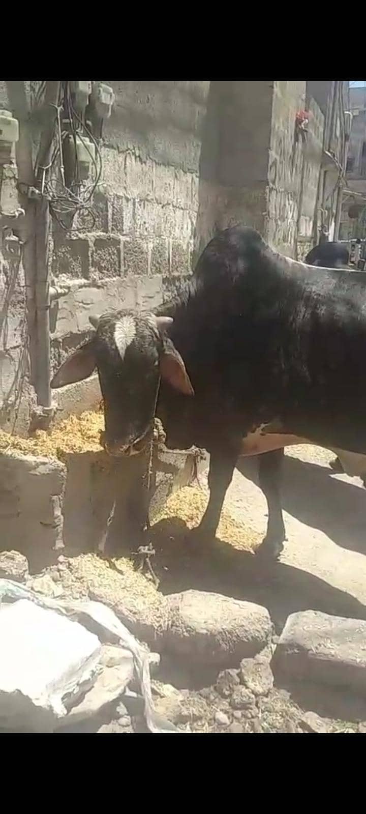 بچھڑے براۓ فروخت 10