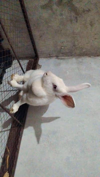 New Zealand white red eyes