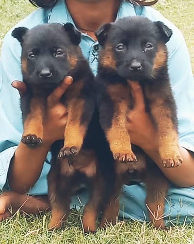 German Shepherd puppies for sale