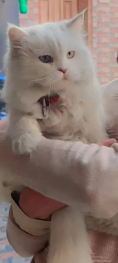 Persian Triple Coat Cat