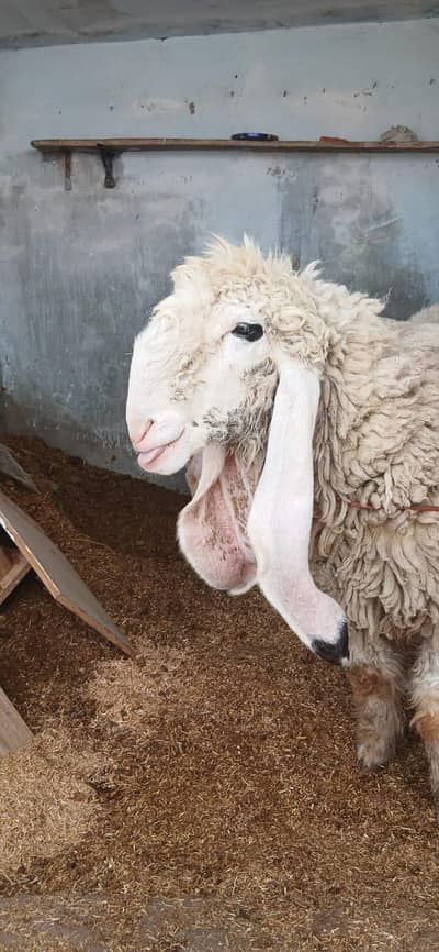 kajli female healthy and active