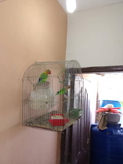 breeder pair with cage for sell