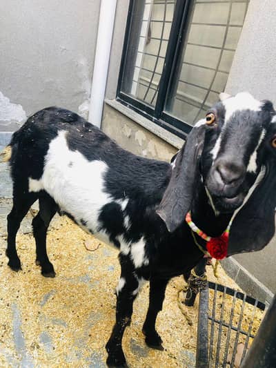 female goat with female baby