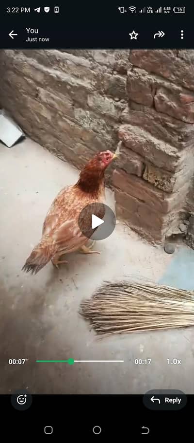 aseel hen murgi healthy & active