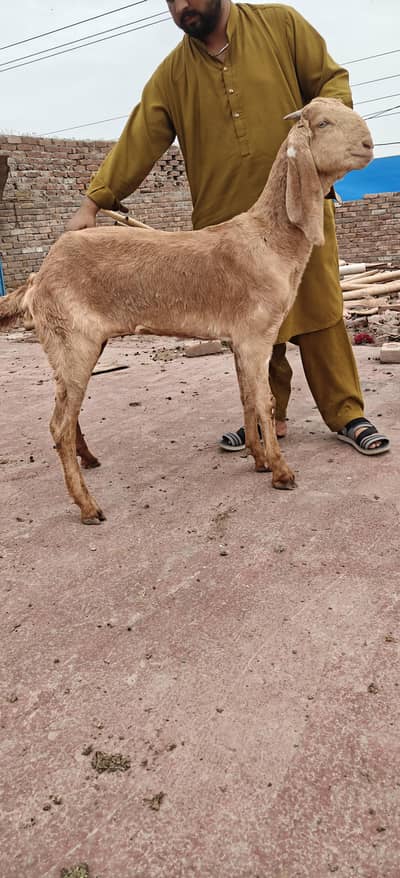 beetal nagra makhi cheena