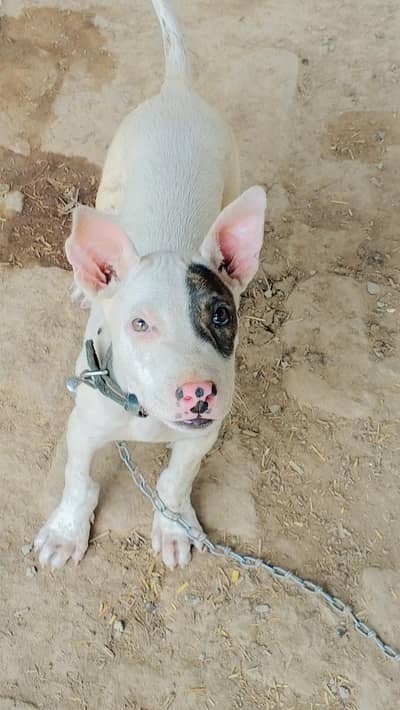 jismein Lena ho raabta Karen