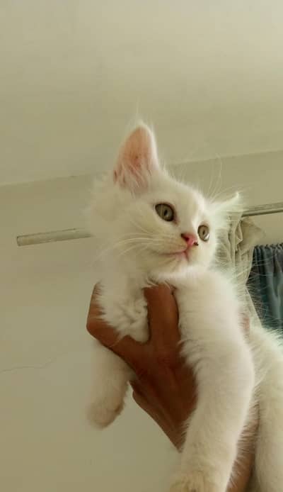 Persian kittens for sale 03302452022
