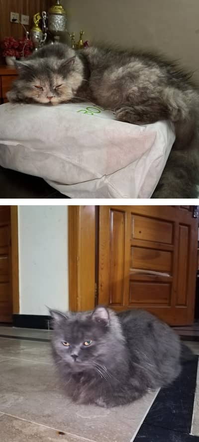 triple coat pair ava jis ko chahiye ajaoo jaldi