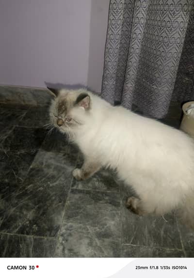 himaliyan liter train