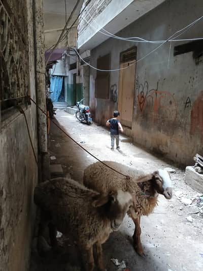 turkey dumba vip jori