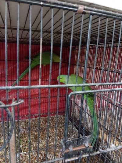 Green Ringneck