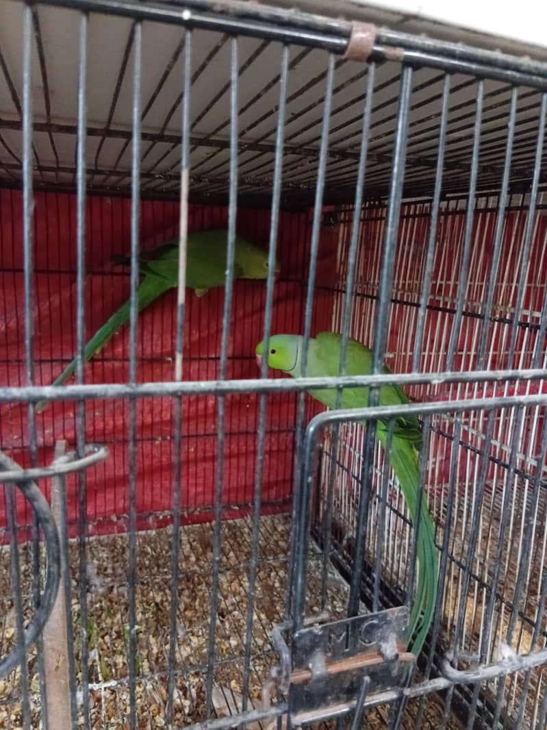 Green Ringneck 0