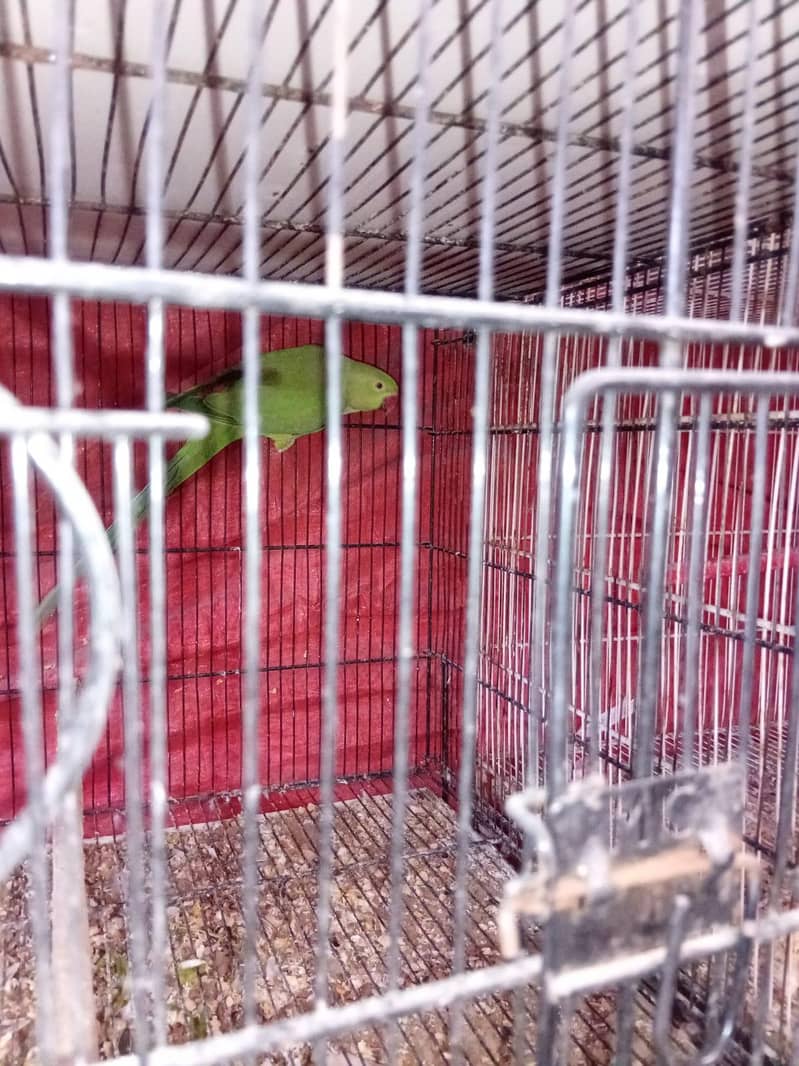 Green Ringneck 1