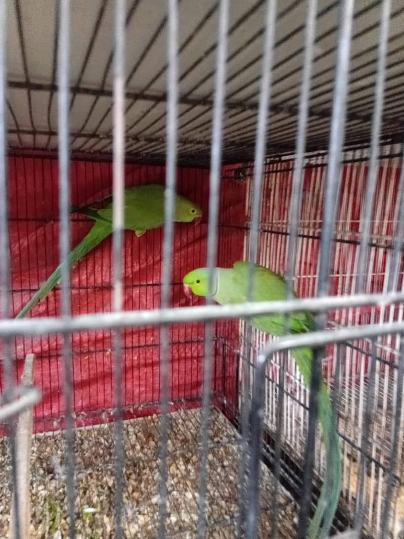Green Ringneck 2