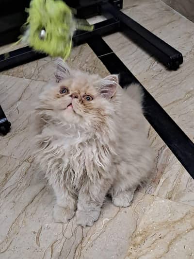 3 Months Old Peki Face Male Kitten with Strong Blood Line Heavy Fur