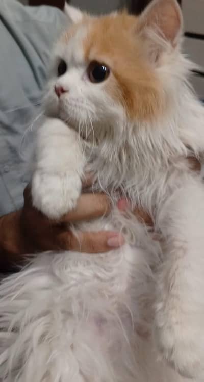 super persian triple coated cat