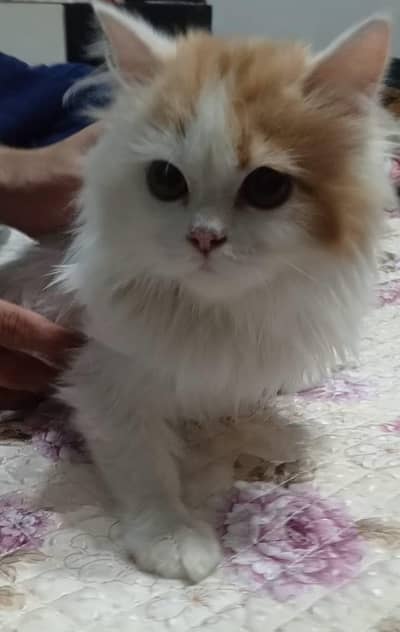 super persian triple coated cat