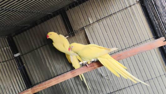 yellow ring neck pair