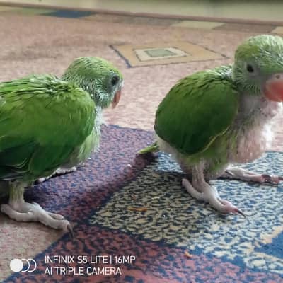 green parrot baby available now