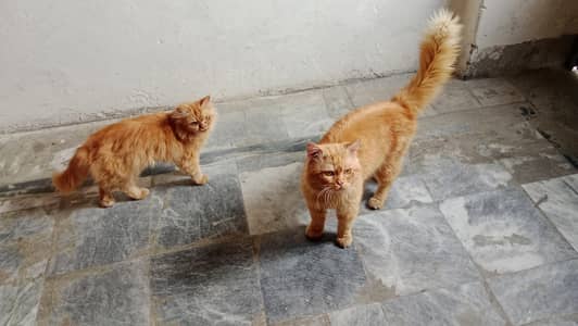 Pair male Persian female persian punch face