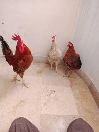 2 MURGHI 1 MURGHA FOR SALE RS. 6000.