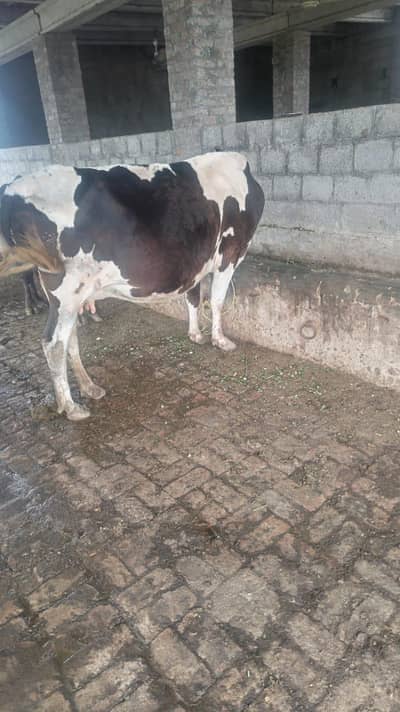 bahtreen cow ghaban