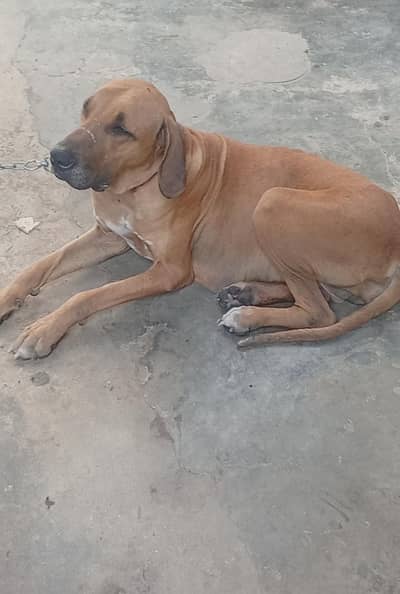 bully female dog for sale