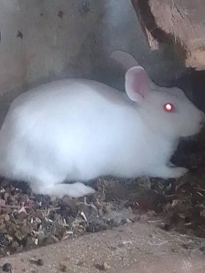 Young red eyes male rabbit  for sale