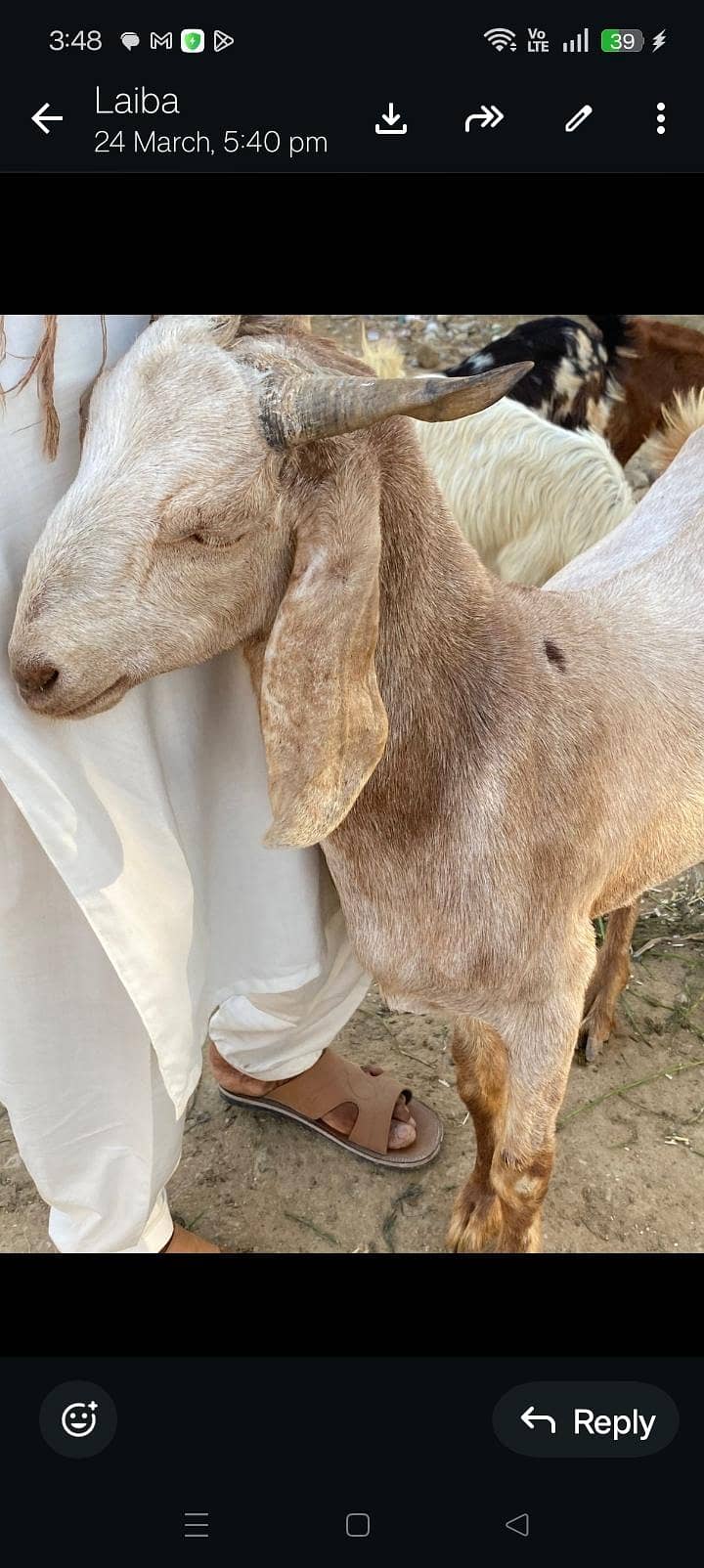 Bakra khassi sindhi 0