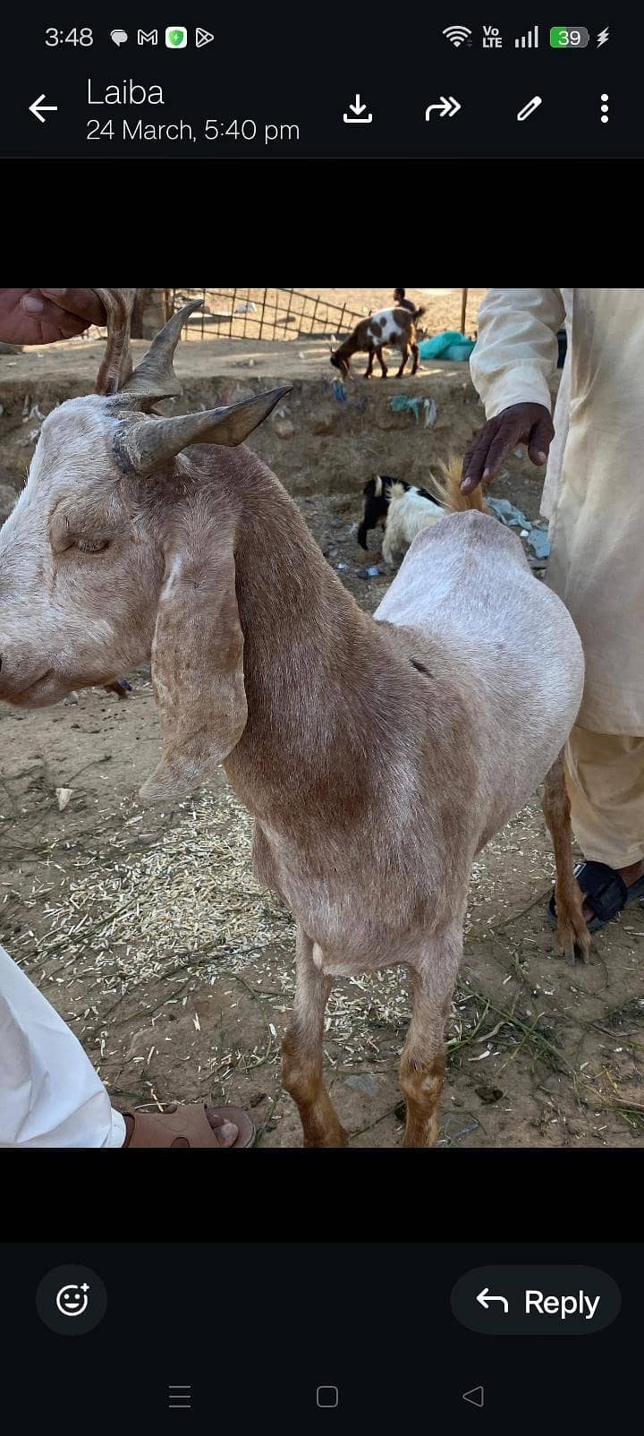 Bakra khassi sindhi 1