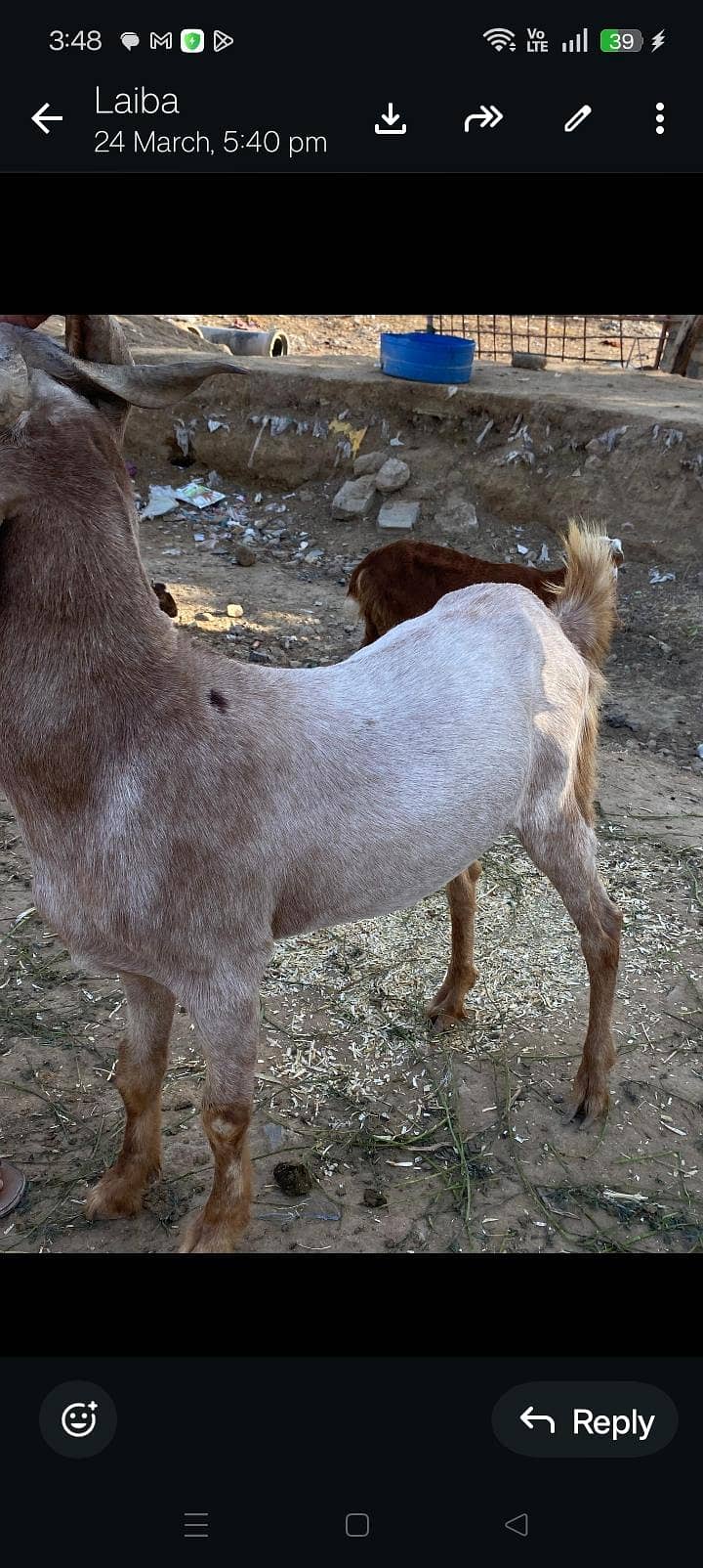 Bakra khassi sindhi 2
