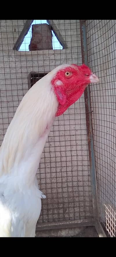 High Quality Aseel Murgha available. . .