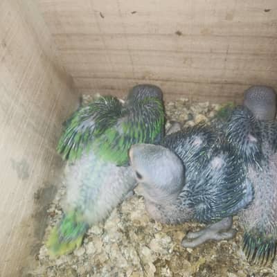 Ringneck chicks for sale
