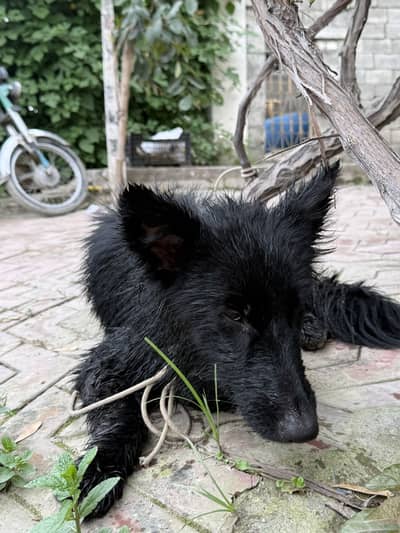 German Shepherd Black female