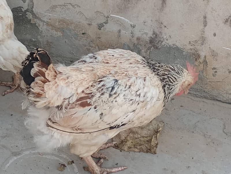 buff or light susecs 2