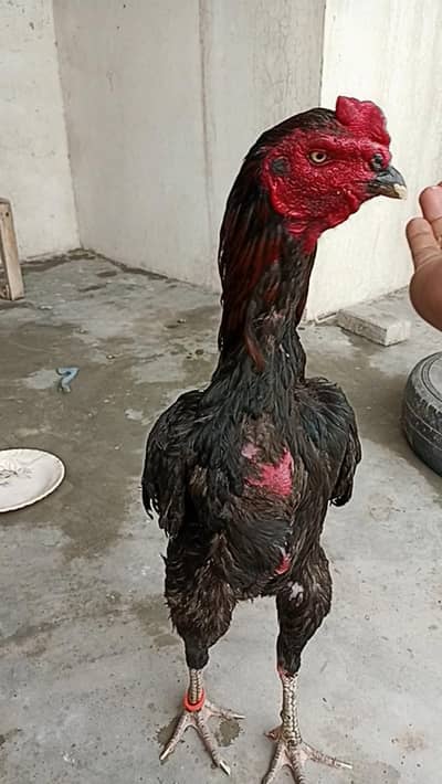 top quality patha for sel jisko samj aya wohe rabta kry