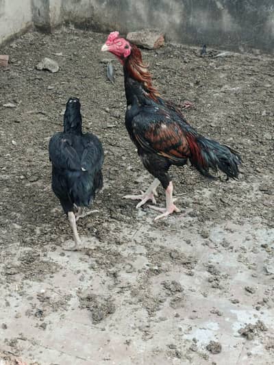 Aseel Amroha and Thai Females for Sale Pure High Quality