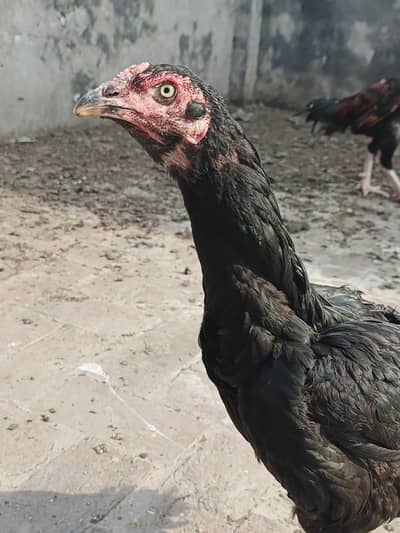 Aseel Thai Females for Sale Pure High Quality