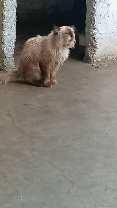 bhuth pyara hai bila ha 03122396849  .  as number pr rapty kara