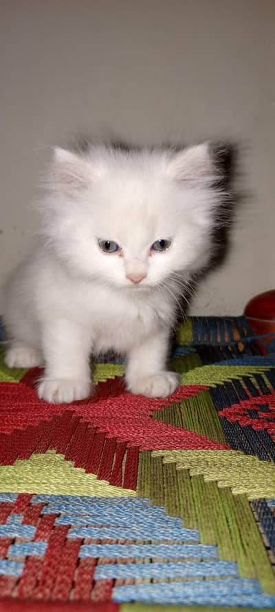 2 Persian female and 1 Persian male