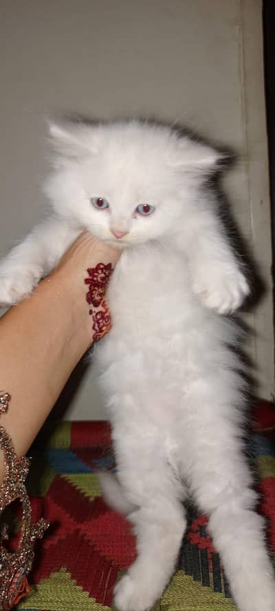 2 Persian female and 1 Persian male