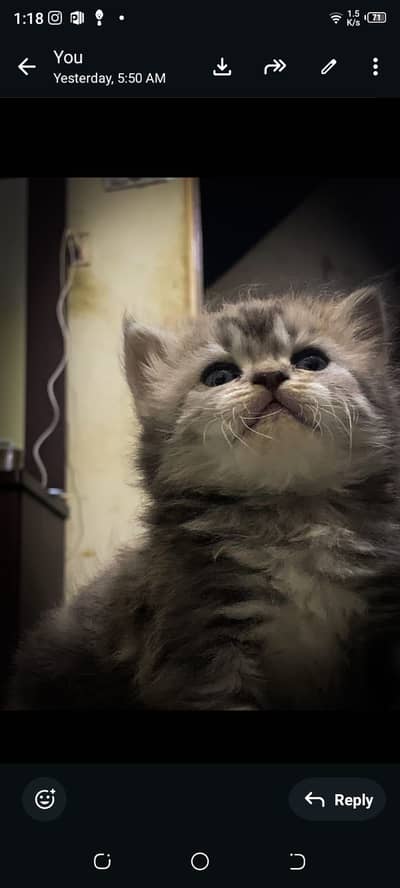 4 parsians cats 2 grey and 2 white