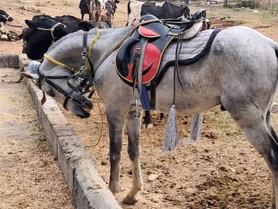 Nezabazi tained horse for sale