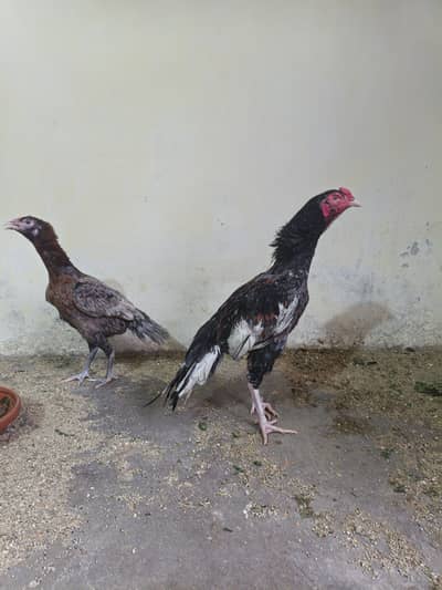 Saleta zer dum 03435635876