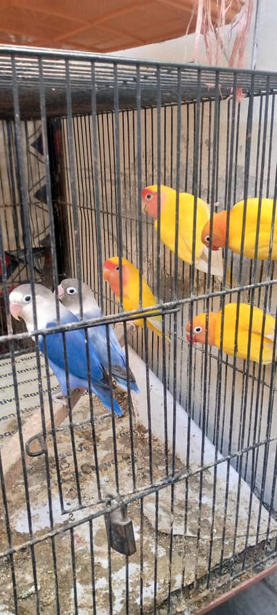 03464146066. . . breeder love birds healthy andiv fsale green town lahore