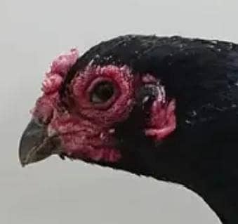 pure aseel shajra murga,,amrohi madii, burmi murgi