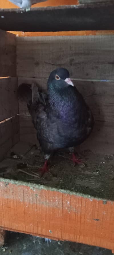 modena king full size breeder female  availab