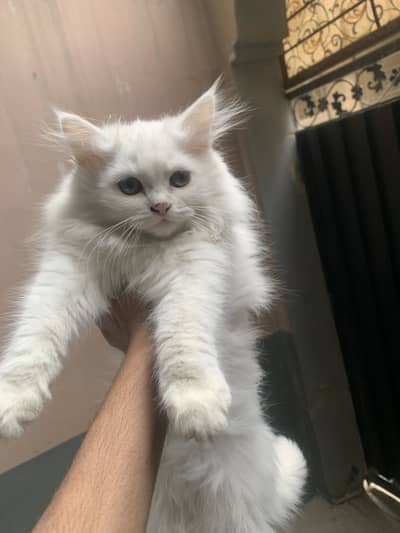 Persian kitten for sale